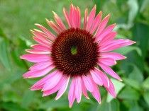 Echinacea Purpurea