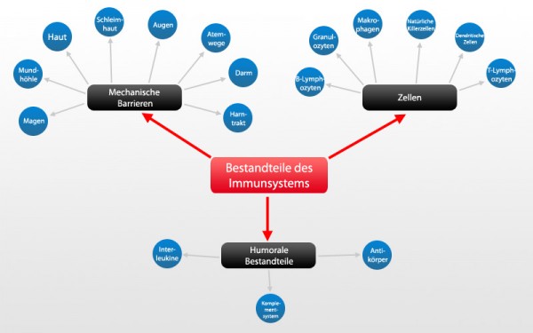 Immunsystem Des Menschen - Bestandteile, Funktionsweise Und Einflüsse